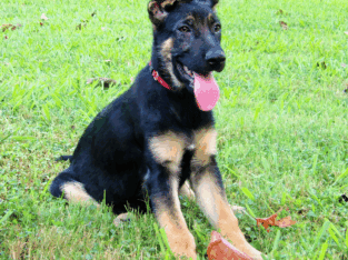 German Shepherd puppy-Dallas