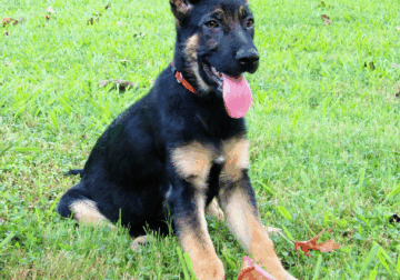 German Shepherd puppy-Dallas