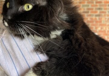 Bonded Sisters Looking for a New Home