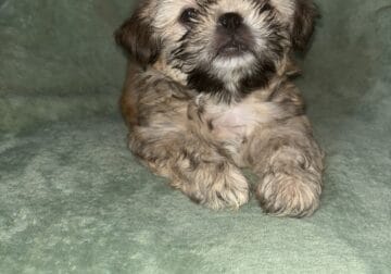 Shihtzu