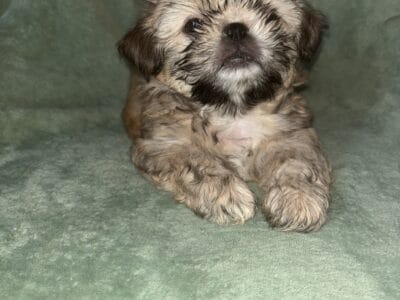 Shihtzu