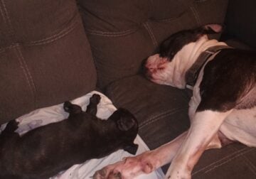 Pit Puppies