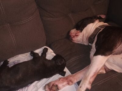 Pit Puppies