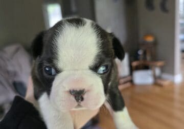 Male Boston Terrier
