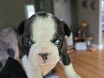 Male Boston Terrier