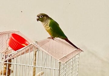 Green cheek conure