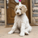 AKC Standard poodle puppies!