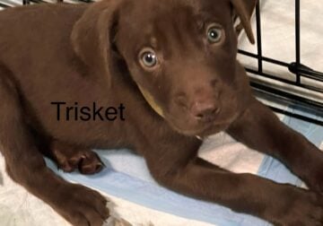 AKC Lab Puppies