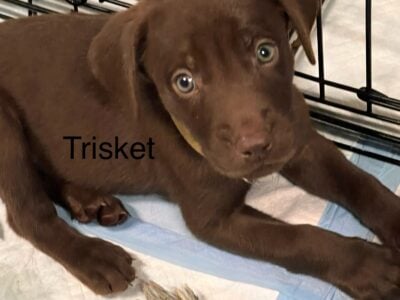 AKC Lab Puppies