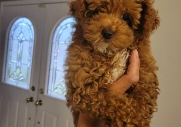 Teacup poodle
