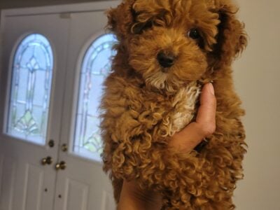 Teacup poodle