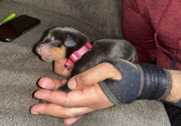 Doberman puppies