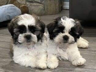 Maltese/Shih Tzu mix puppies