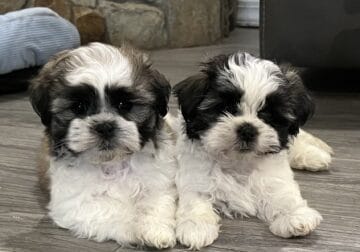 Maltese/Shih Tzu mix puppies