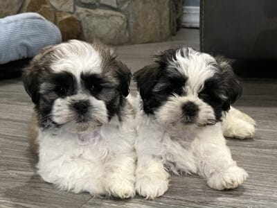 Maltese/Shih Tzu mix puppies
