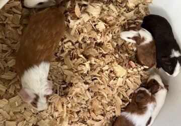Guinea Pigs