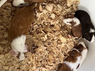Guinea Pigs