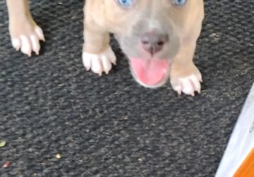 Pitski (Husky/Pit Bull) puppy