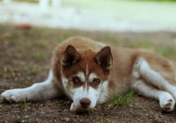 Palmer the Husky!
