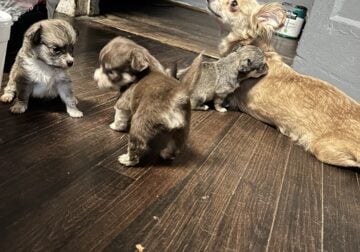 Cute lovable lap babies