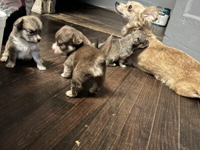 Cute lovable lap babies