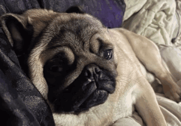 PUG PUPPIES 4 PREPURCHASE! $950
