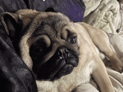PUG PUPPIES 4 PREPURCHASE! $950
