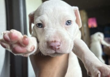 puppies for sale