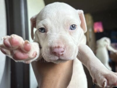 puppies for sale