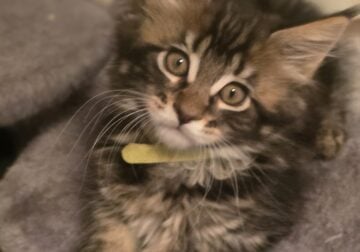 Maine Coon Theo