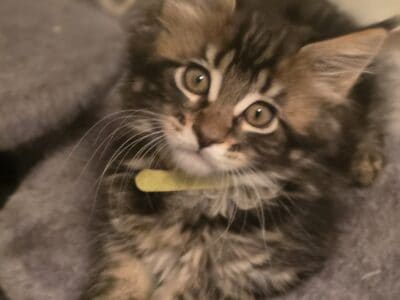 Maine Coon Theo