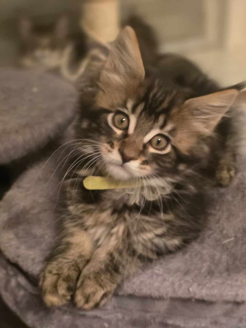 Maine Coon Theo image 1