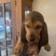 Bloodhound puppies