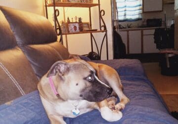 Young female pitbull for sale
