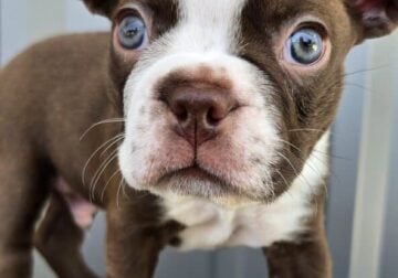 Boston Terrier Puppies