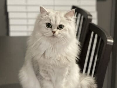 British Longhair Female