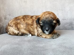 Cute Female toy poodle 1