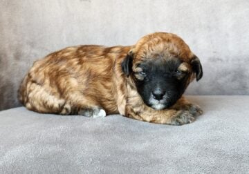 Cute Female toy poodle 1