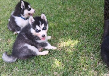 Siberian Husky Pups Ready to rehome