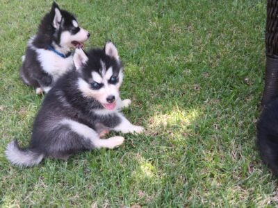 Siberian Husky Pups Ready to rehome