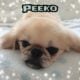Pekingese