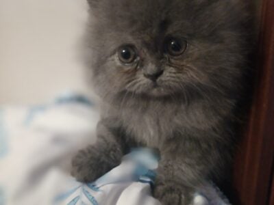 CFA Persian Male Gray Doll faced 11 weeks