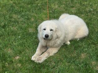 8 month Great Pyrenees Puppy