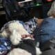 Male Miniature Standard Poodle