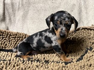 Chiweenie puppies