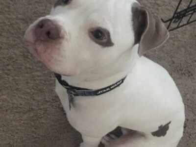 Pitbull Puppy for sale (Fully Trained, Vaccinated)