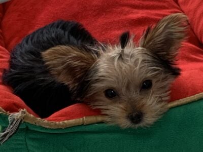 Yorkie – Tiny Female