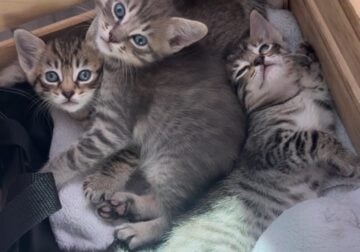Siamese Kittens 10 Weeks $100 each (Snohomish, WA)