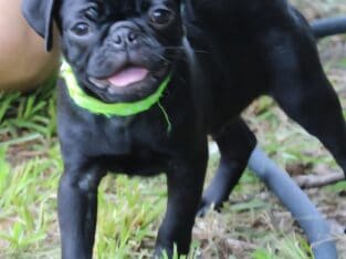 Oscar