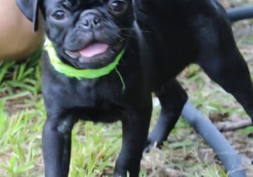 Oscar
